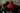 BREADWINNERS CLUB (Red)